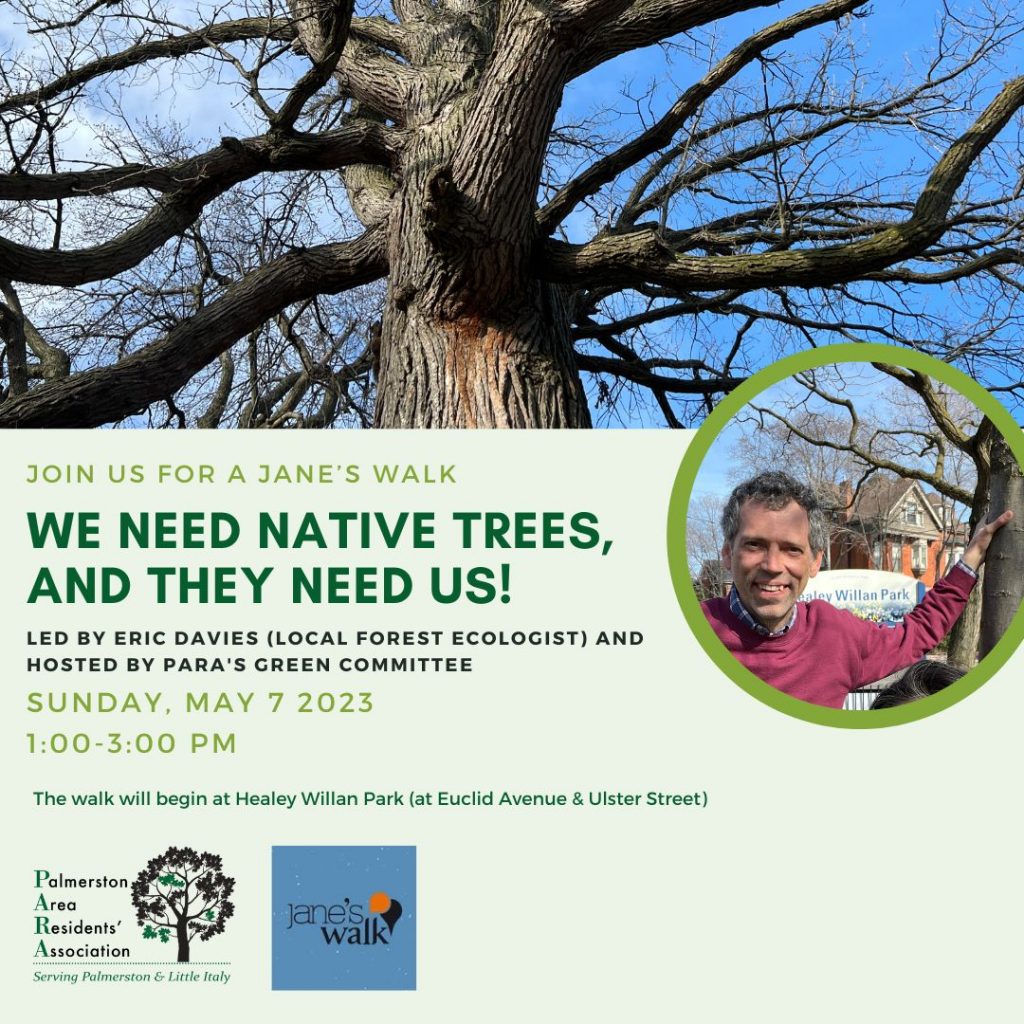 Join us for a Jane's Walk
We need native trees, and they need us!
Led by Eric Davies (local forest ecologist) and hosted by PARA's Green Committee
Sunday May 7 2023
1:00 to 3:00pm
The walk will begin at Healey Willan Park (at Euclid Avenue & Ulster Street)